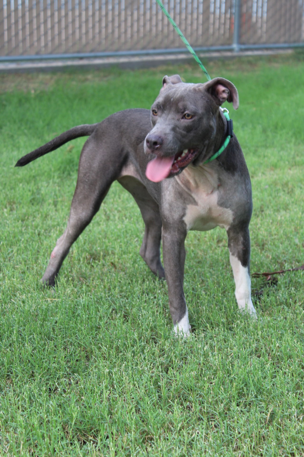 adoptable Dog in El Centro, CA named Lilo