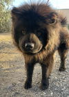 Koda