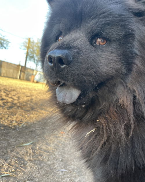 Koda