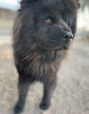 Koda