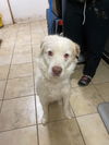 Max (PET)