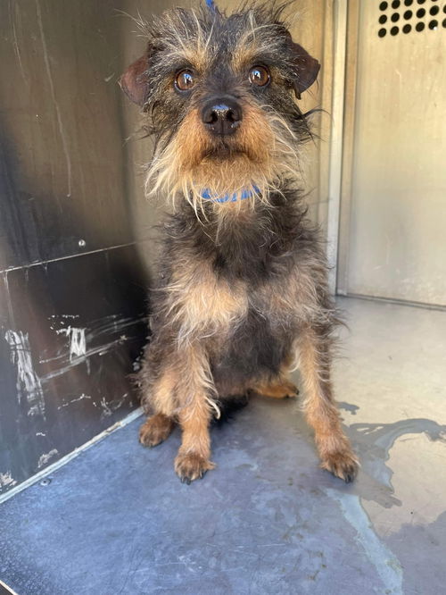 Marmalade