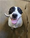 adoptable Dog in  named Casey