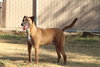 Duggie - Photo 1