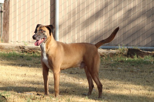 DUGGIE - Belgian Shepherd Malinois available for adoption
