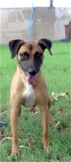 adoptable Dog in  named Duggie