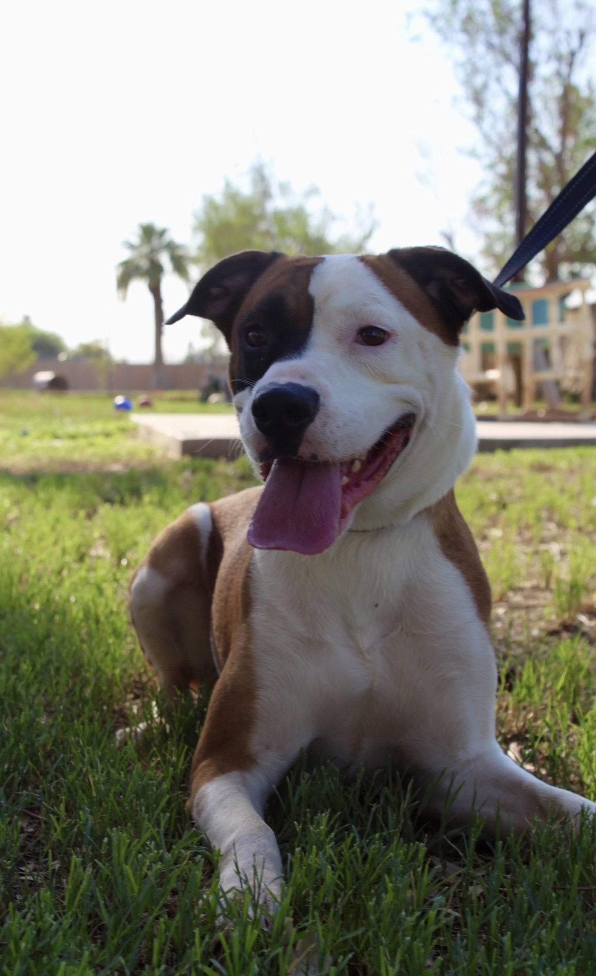 adoptable Dog in El Centro, CA named Sheila