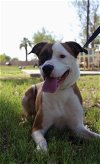adoptable Dog in  named Sheila