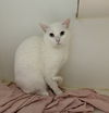 adoptable Cat in El Centro, CA named Napkin