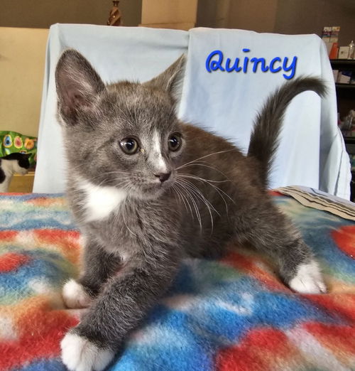 Quincy