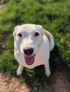 adoptable Dog in el centro, CA named Ariel