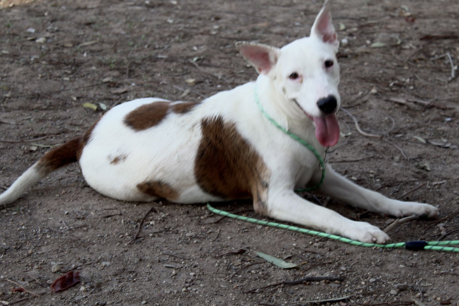 adoptable Dog in El Centro, CA named Ariel