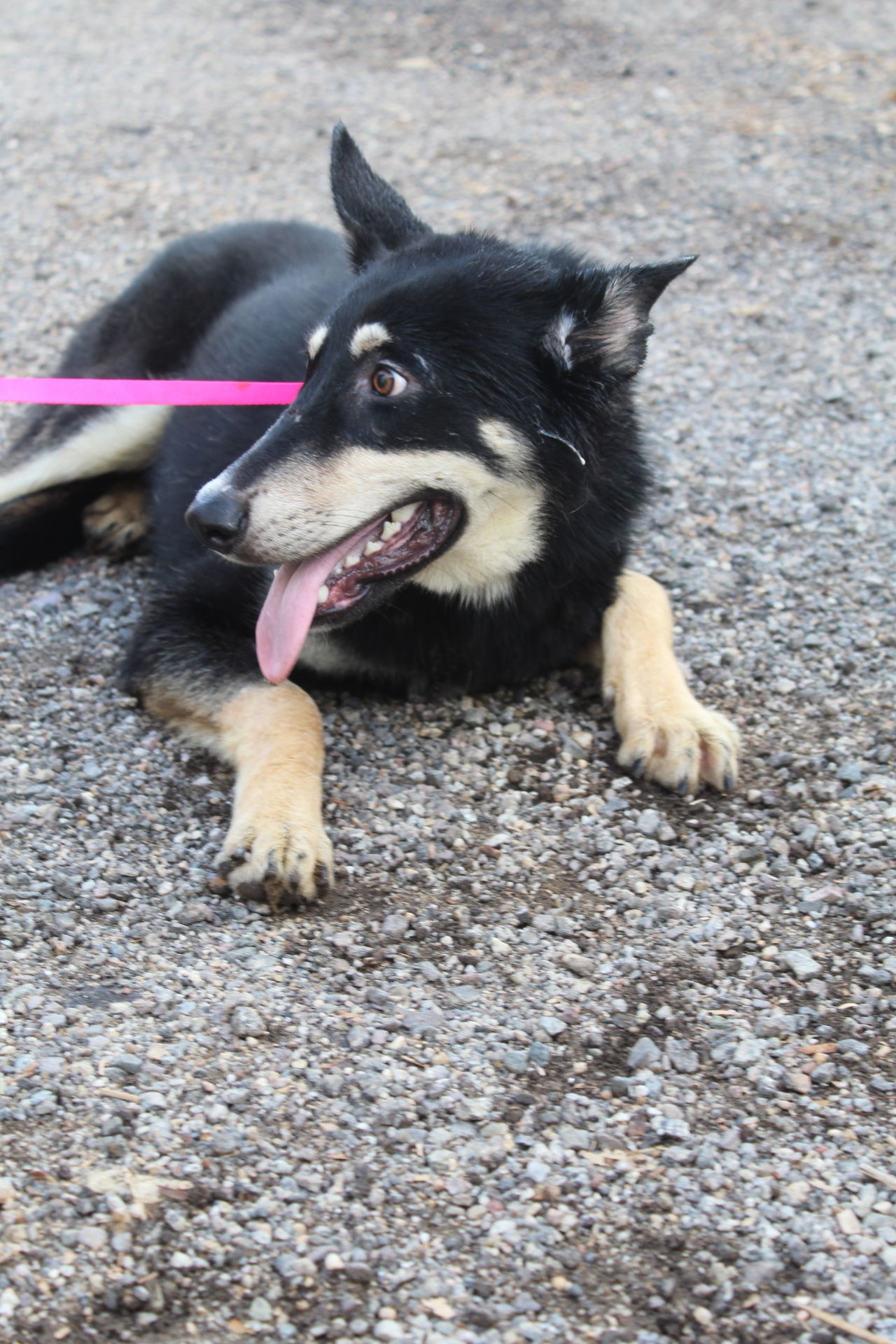 adoptable Dog in El Centro, CA named Marky