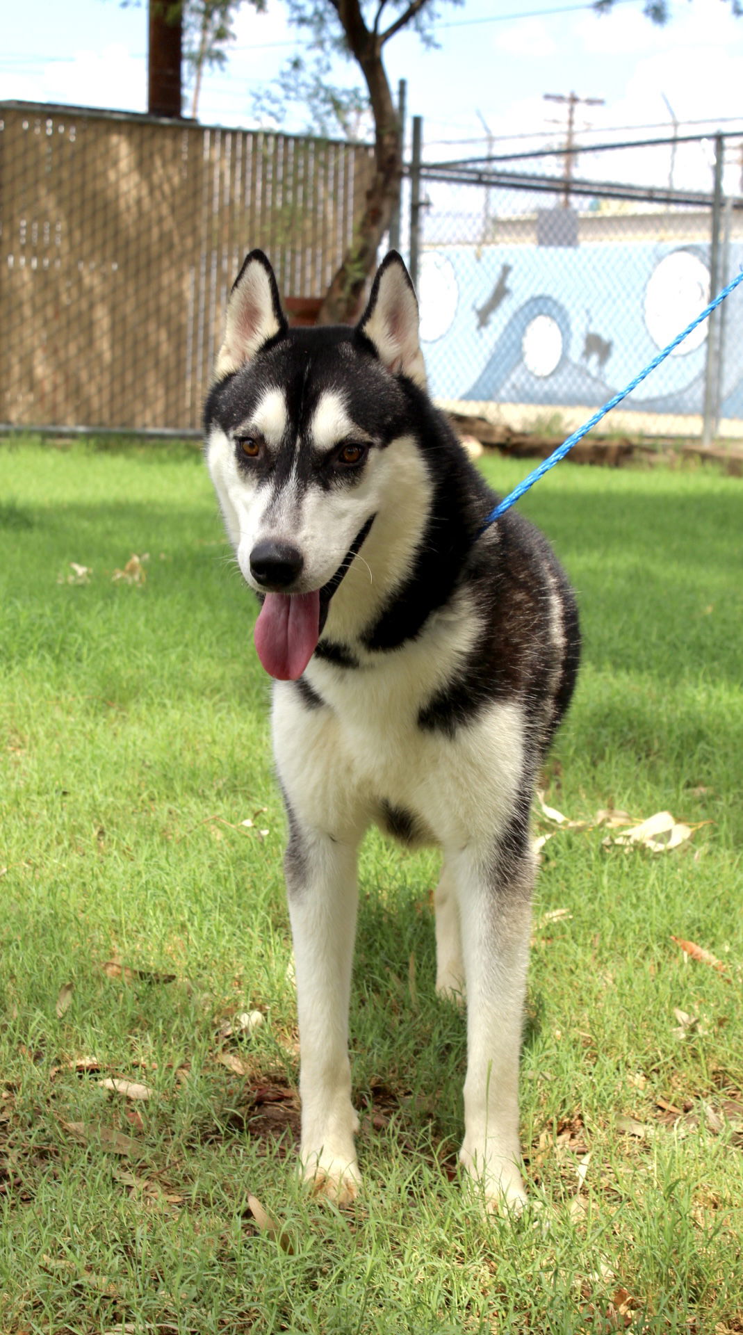 adoptable Dog in El Centro, CA named Jay