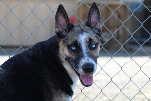 ERIK - Akita available for adoption