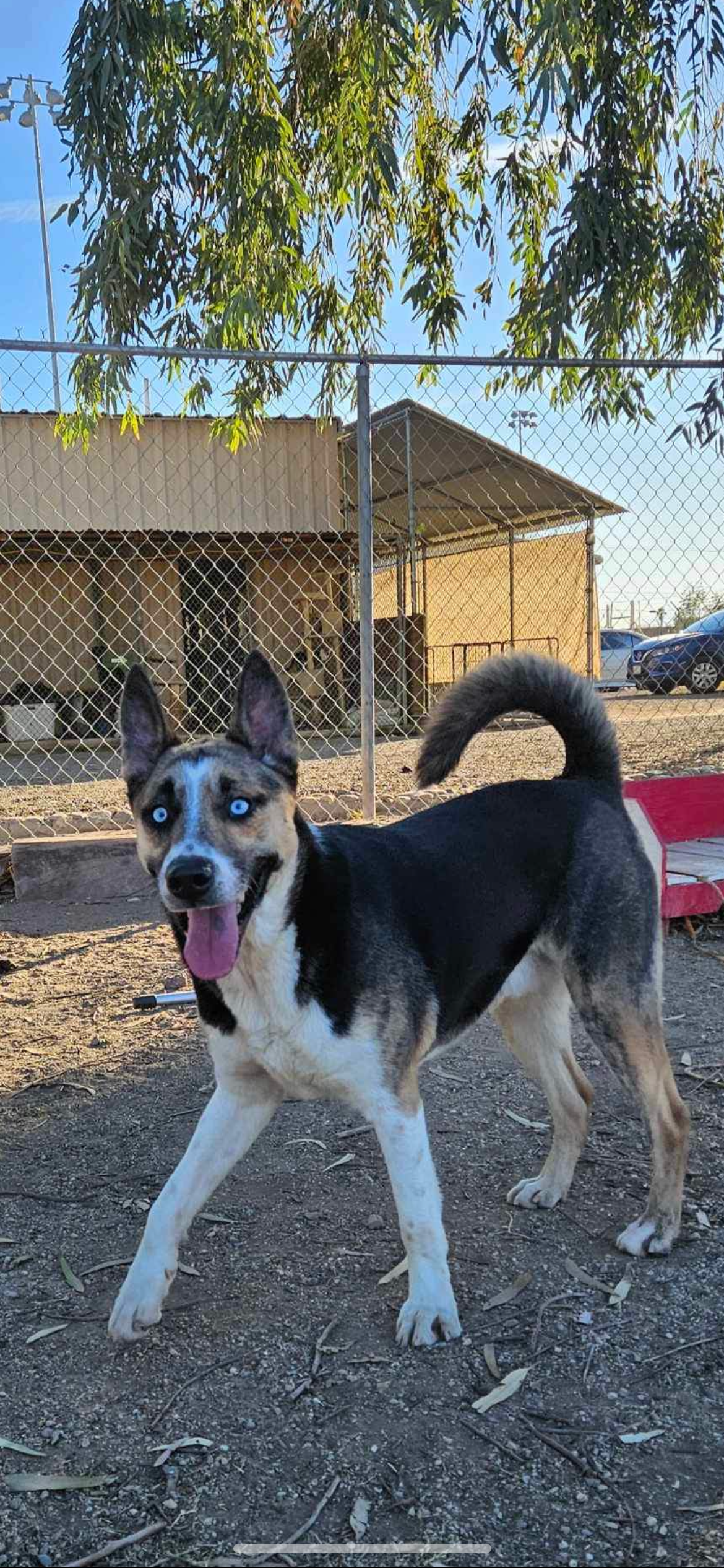 adoptable Dog in El Centro, CA named Ice