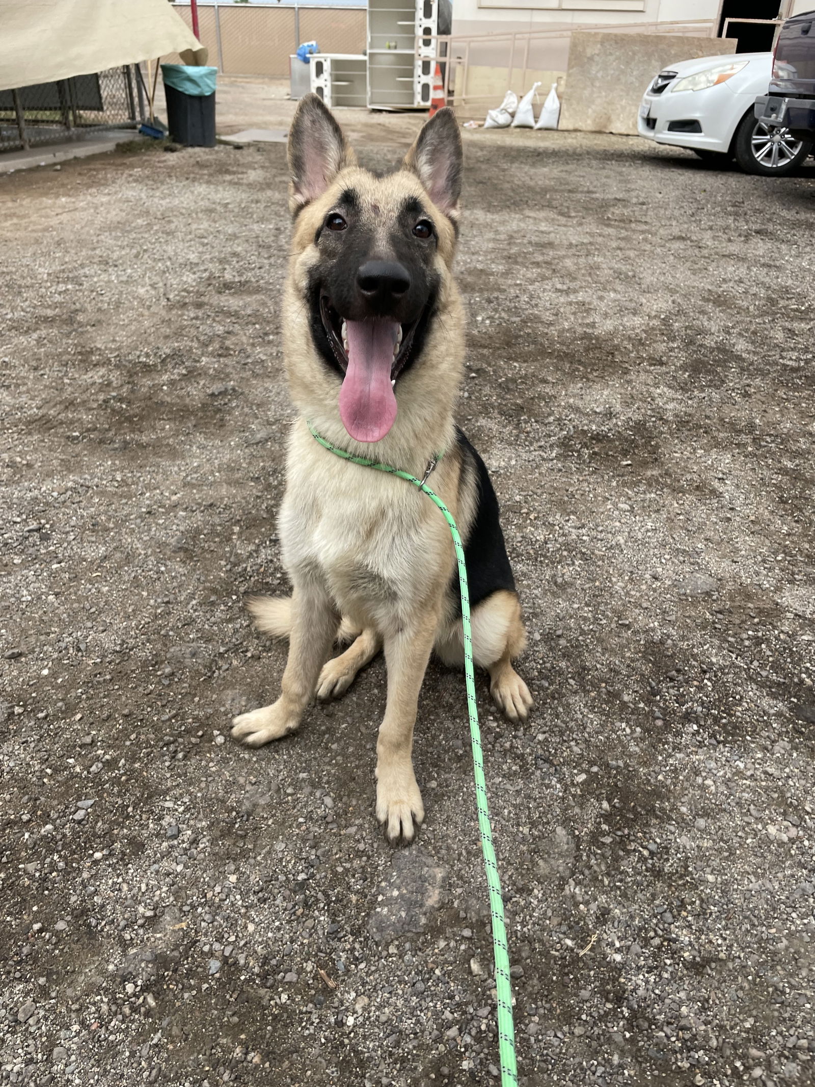 adoptable Dog in El Centro, CA named Meesha