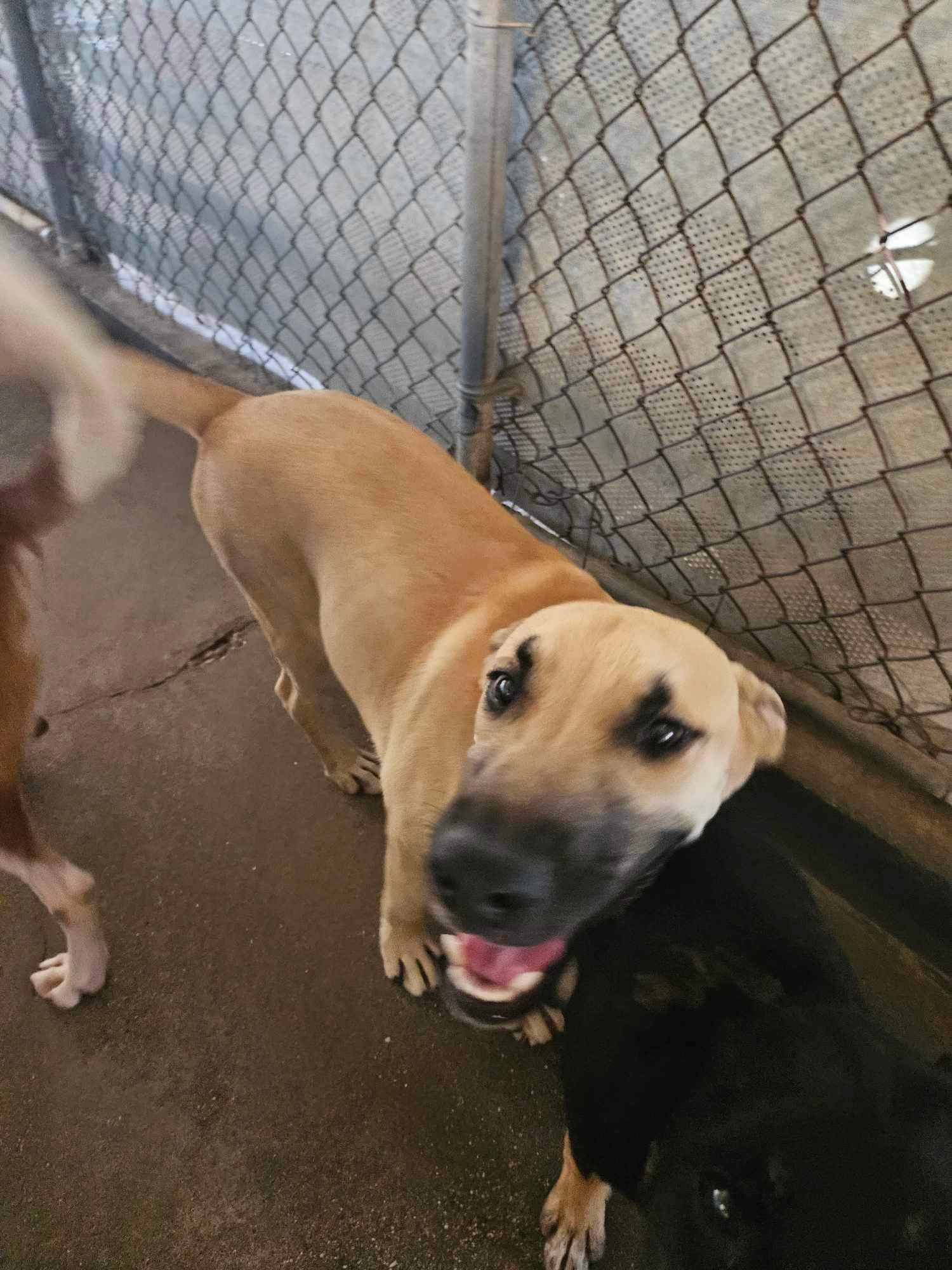 adoptable Dog in El Centro, CA named Skip