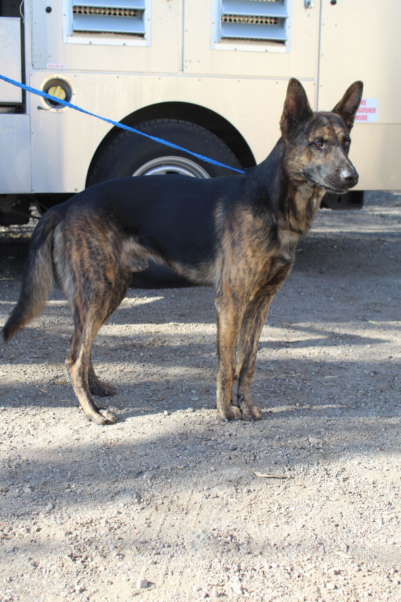 adoptable Dog in El Centro, CA named Grizmo