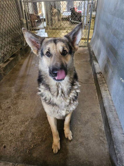 adoptable Dog in El Centro, CA named Max