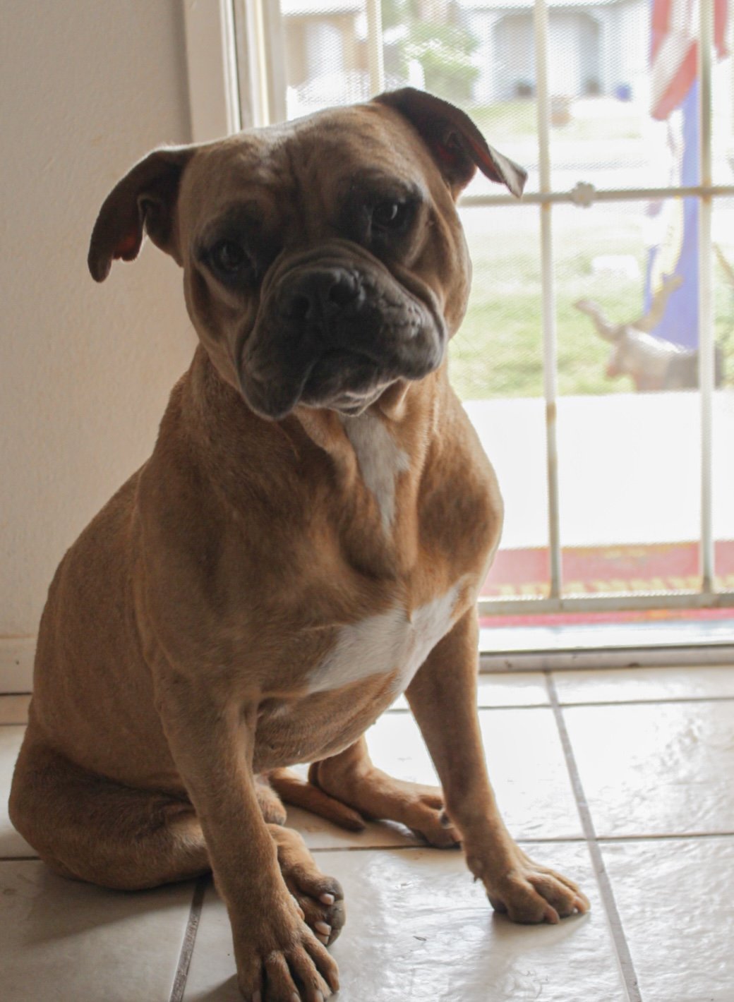 adoptable Dog in El Centro, CA named Bodhi