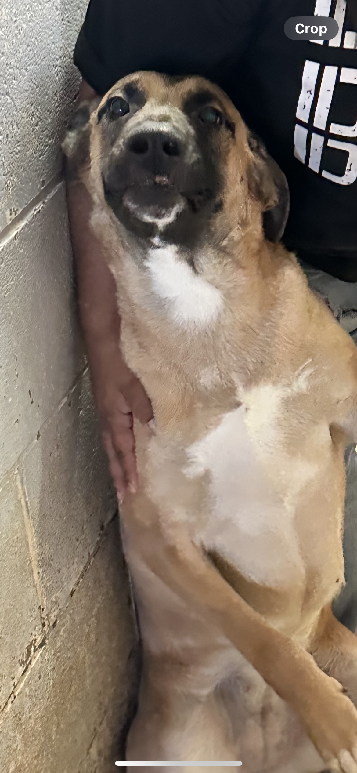 adoptable Dog in El Centro, CA named Violet