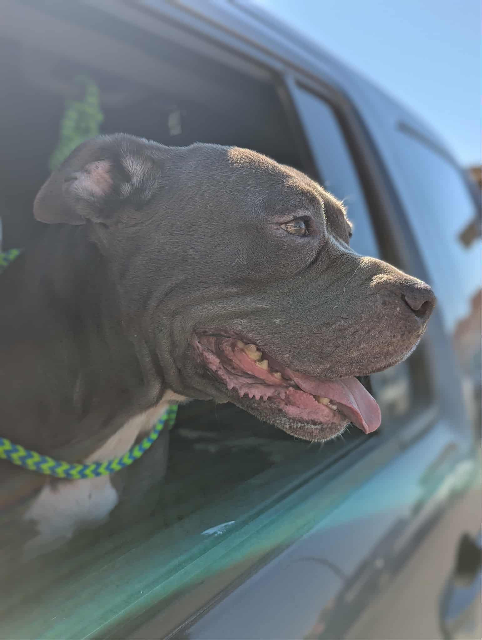 Roxy - Pit Bull Terrier