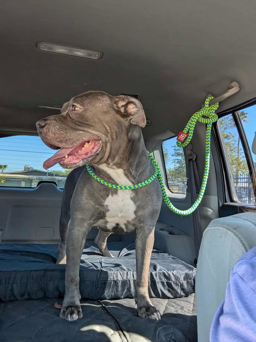 ROXY - Pit Bull Terrier available for adoption