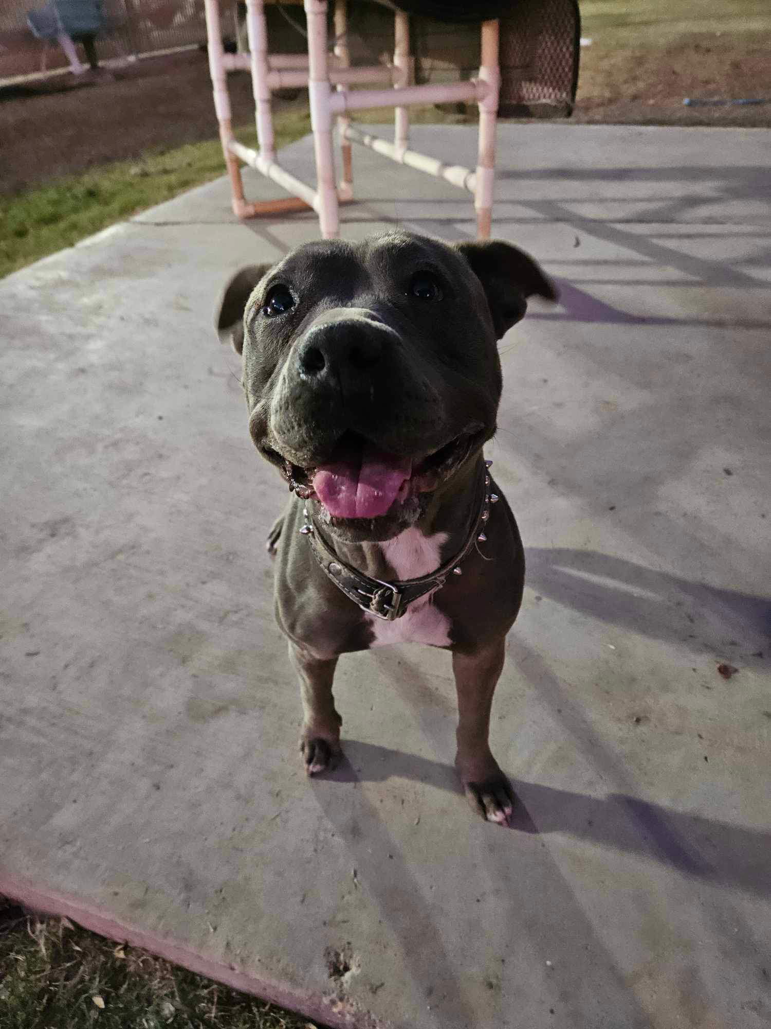 adoptable Dog in El Centro, CA named Roxy