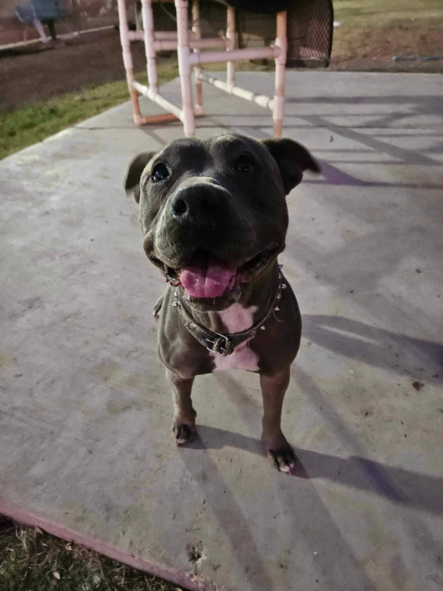 Roxy image 4