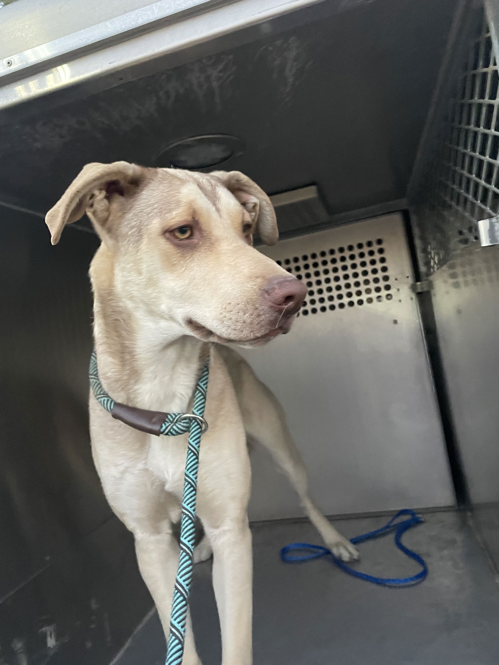 adoptable Dog in El Centro, CA named Sarobi