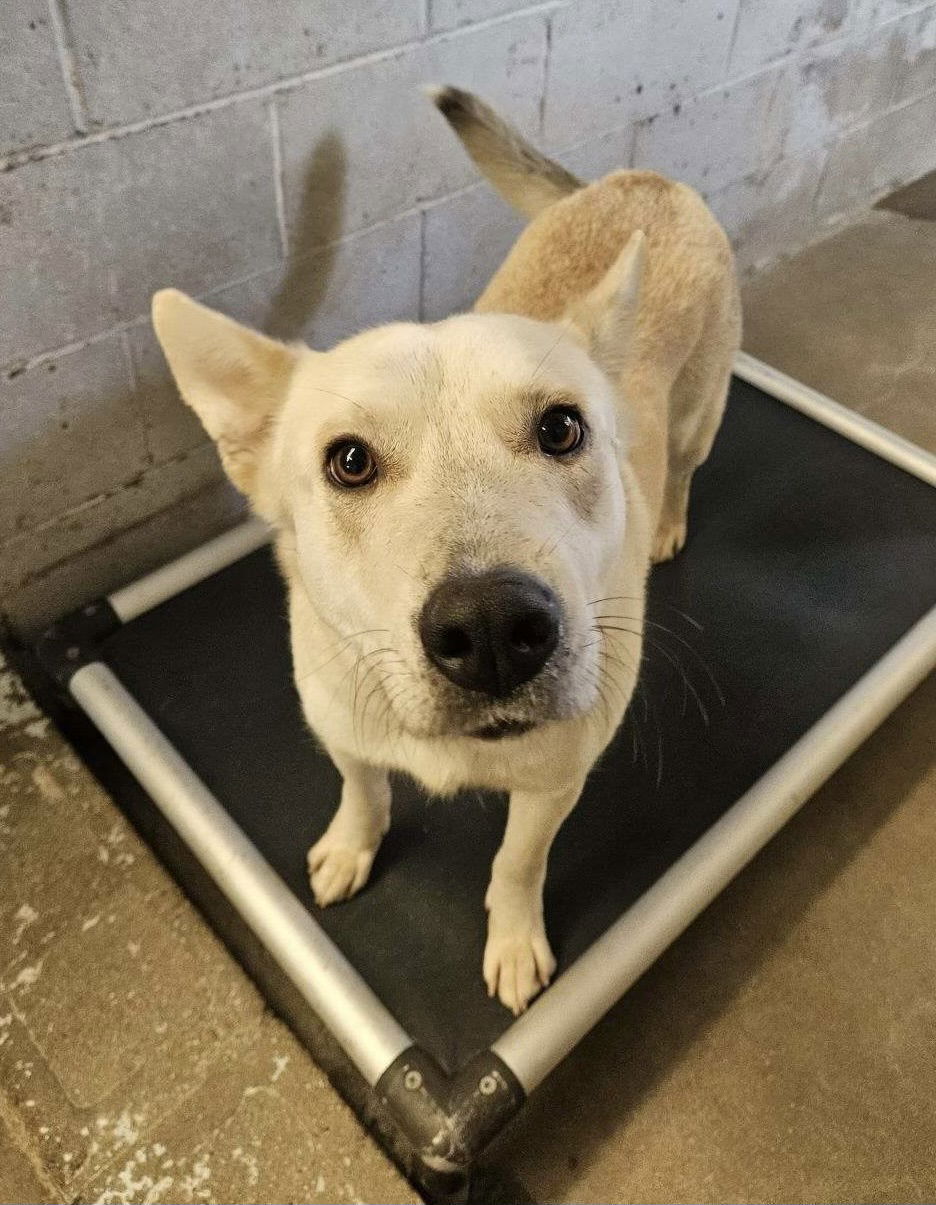 adoptable Dog in El Centro, CA named Regina