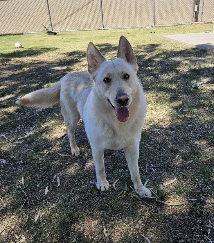 adoptable Dog in El Centro, CA named Darion