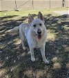 adoptable Dog in el centro, CA named Darion