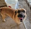 adoptable Dog in el centro, CA named Corndog