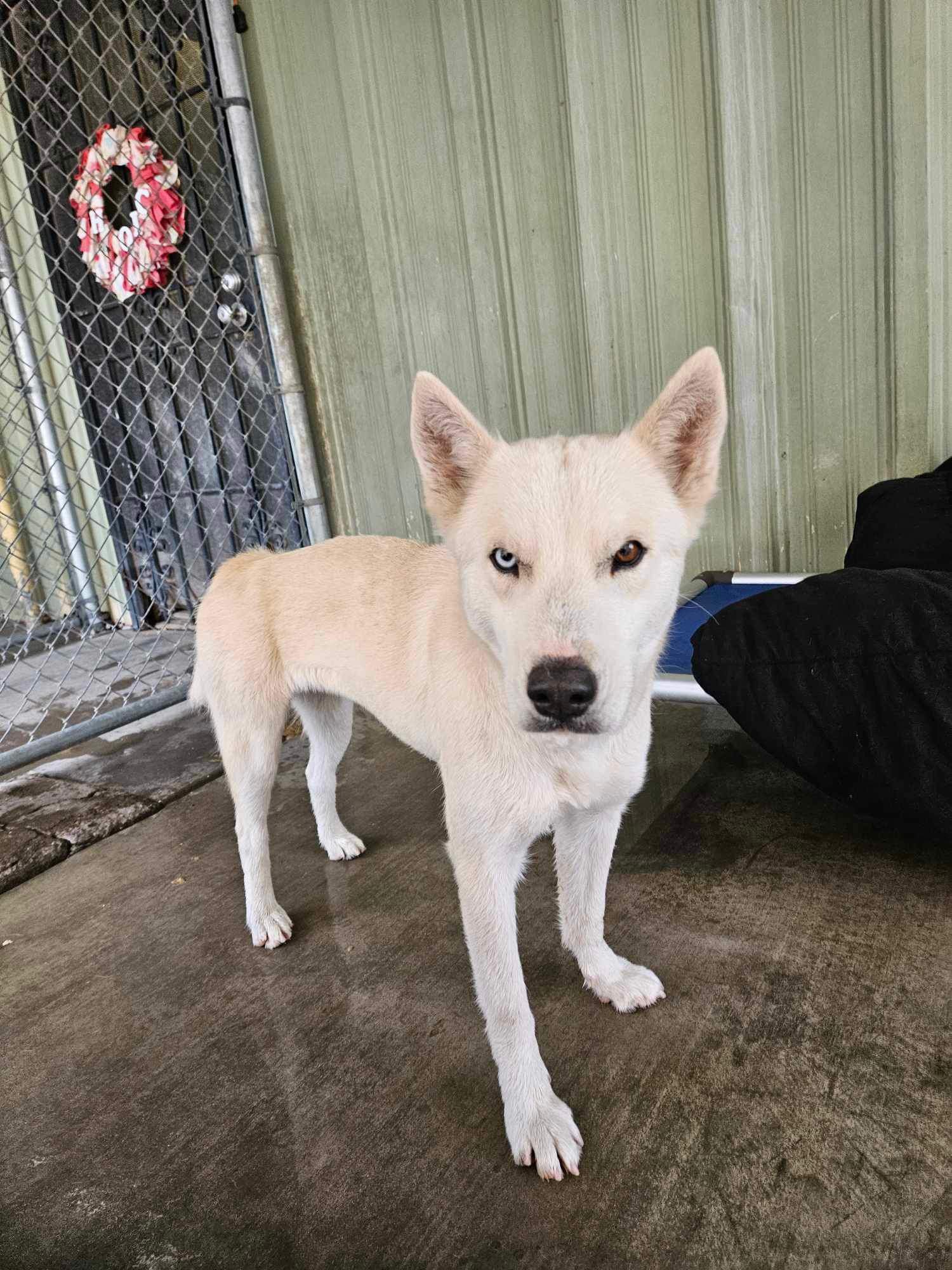 adoptable Dog in El Centro, CA named Roca