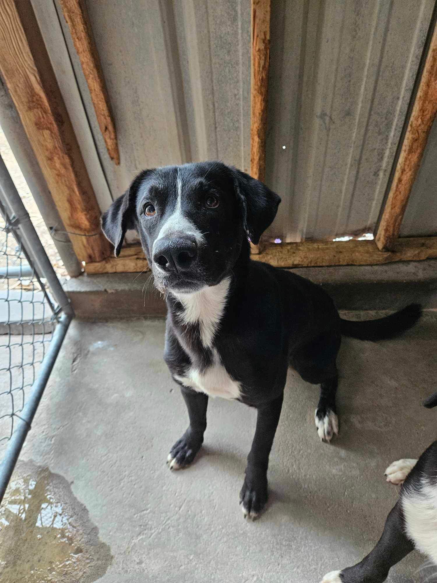 adoptable Dog in El Centro, CA named Bean