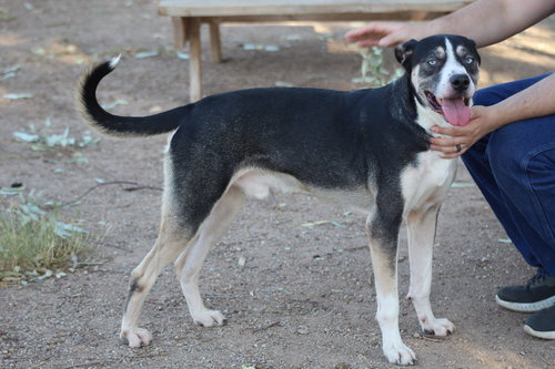 BALTHAZAR - Beagle / Husky available for adoption