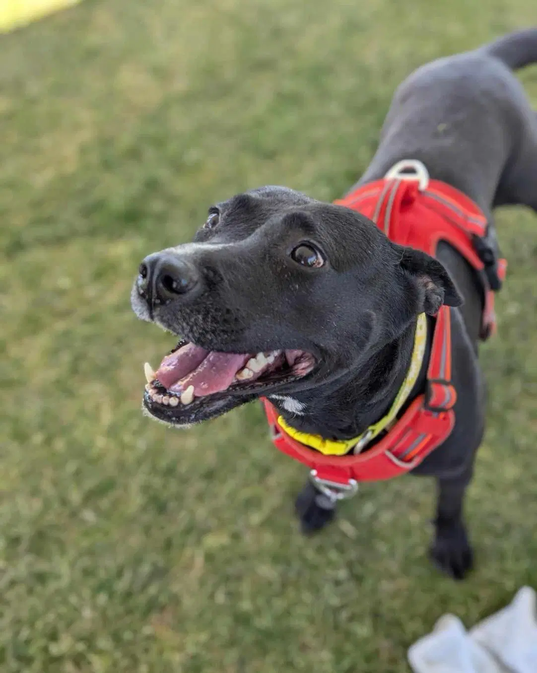Reba - Pit Bull Terrier
