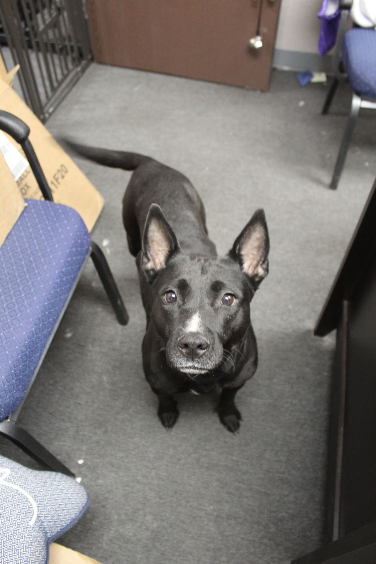 adoptable Dog in El Centro, CA named Reba