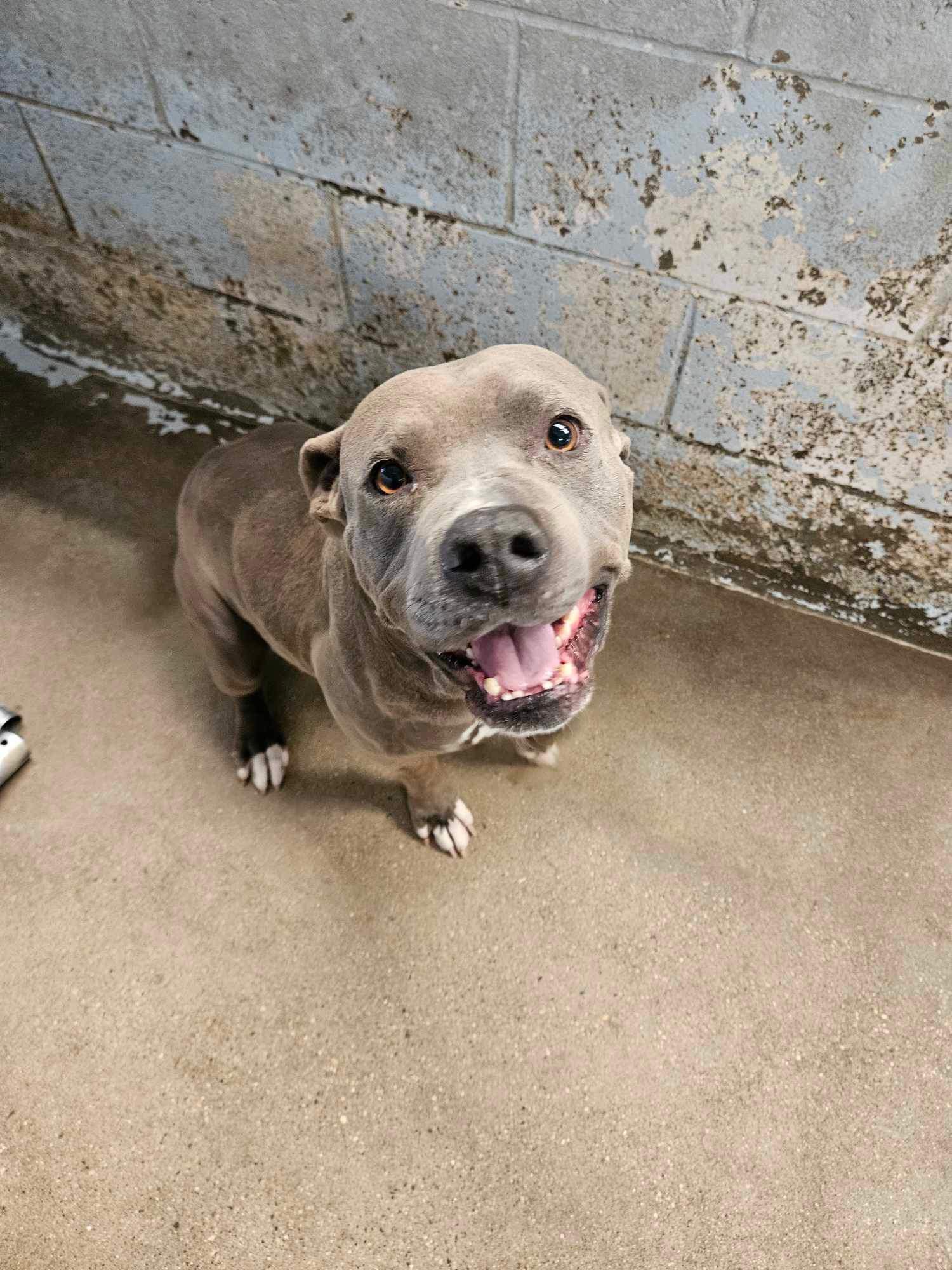 adoptable Dog in El Centro, CA named Keith