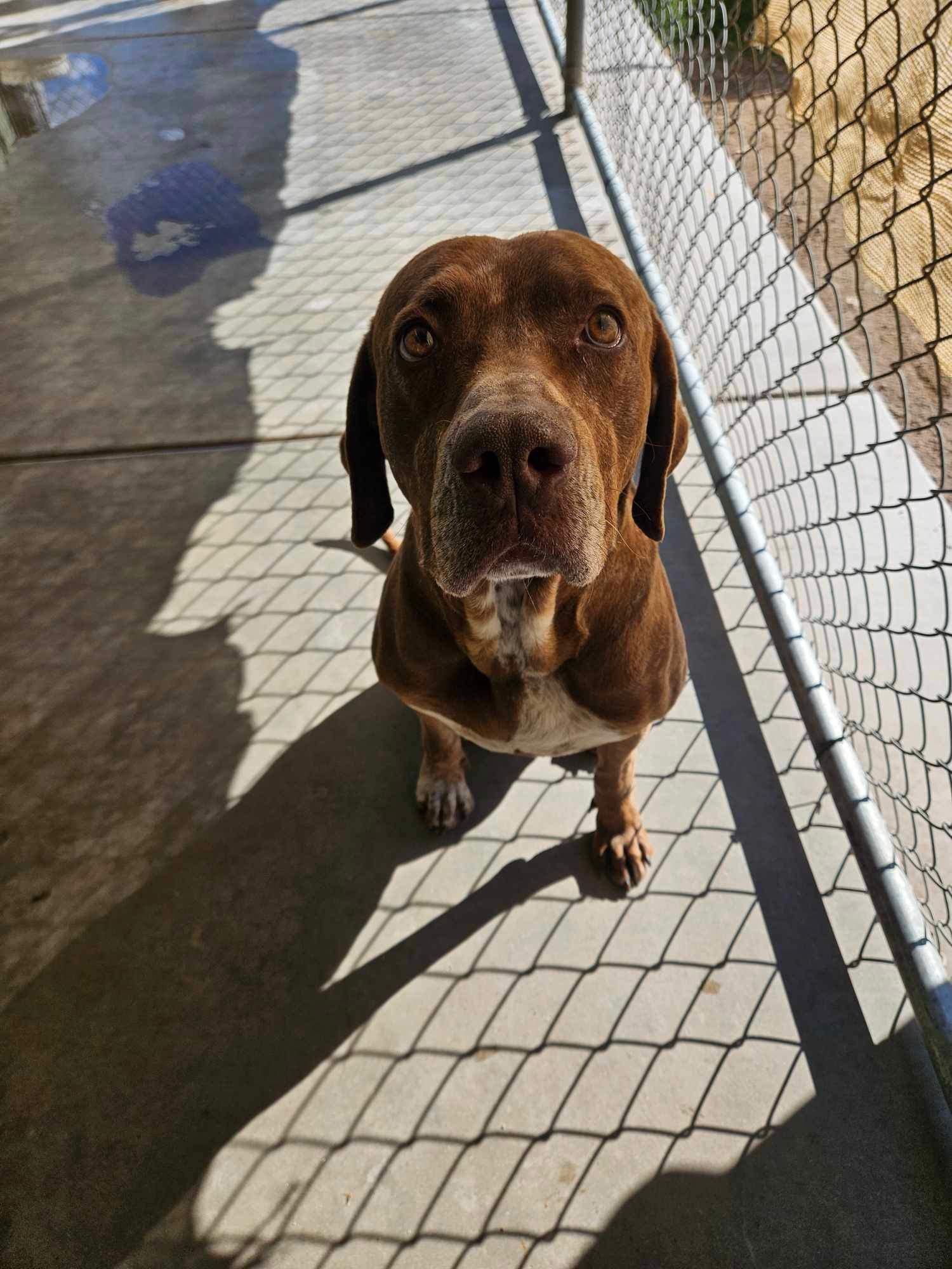 adoptable Dog in El Centro, CA named Hank