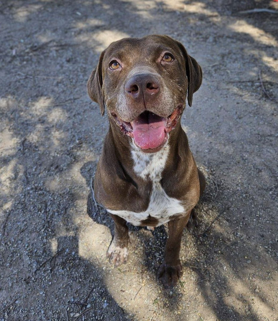 adoptable Dog in El Centro, CA named Hank