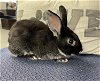adoptable Rabbit in el centro, CA named Eloise