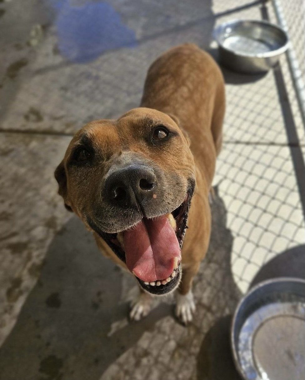 adoptable Dog in El Centro, CA named Daisy
