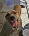 adoptable Dog in el centro, CA named Daisy