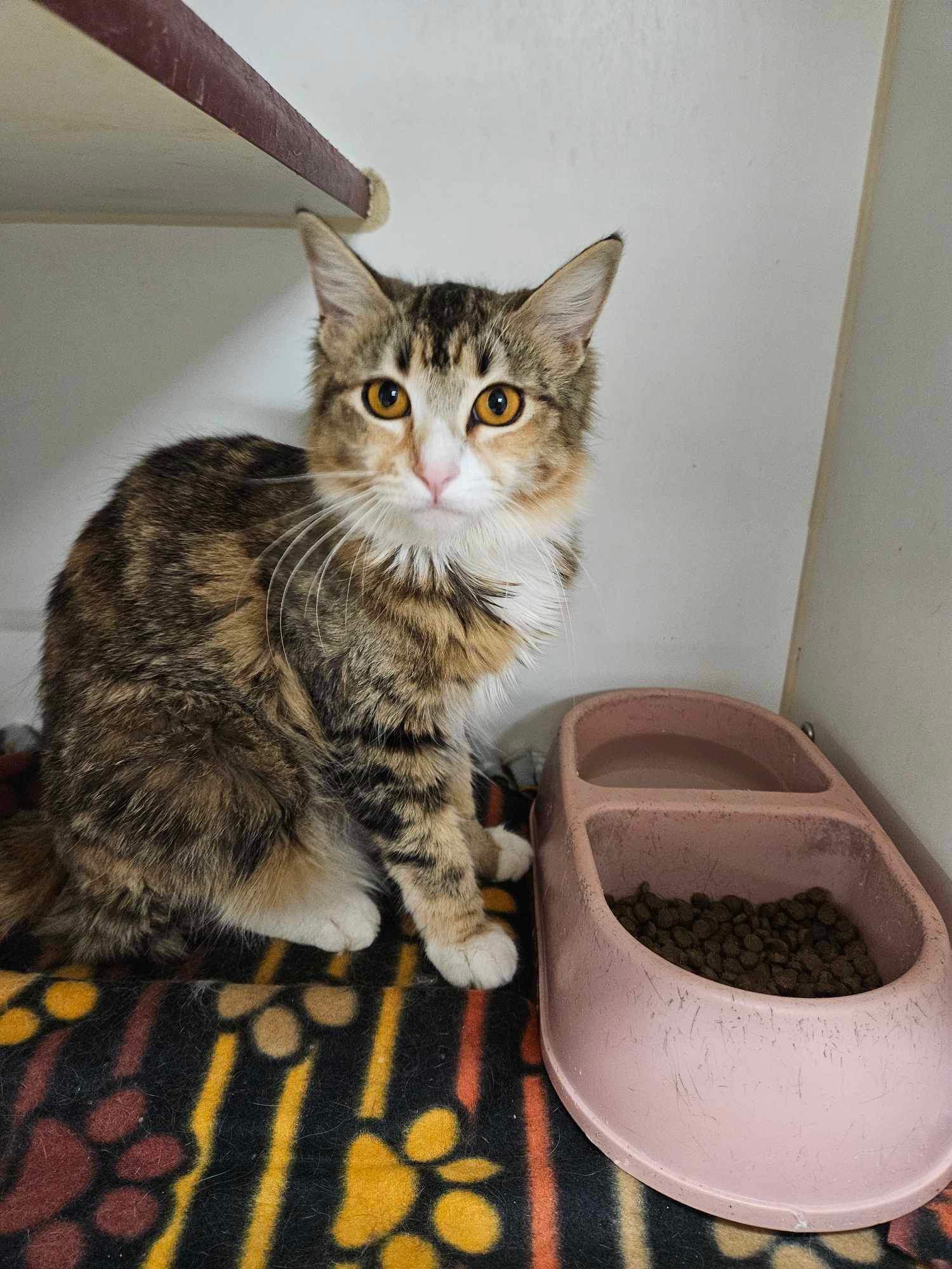 adoptable Cat in El Centro, CA named Tot