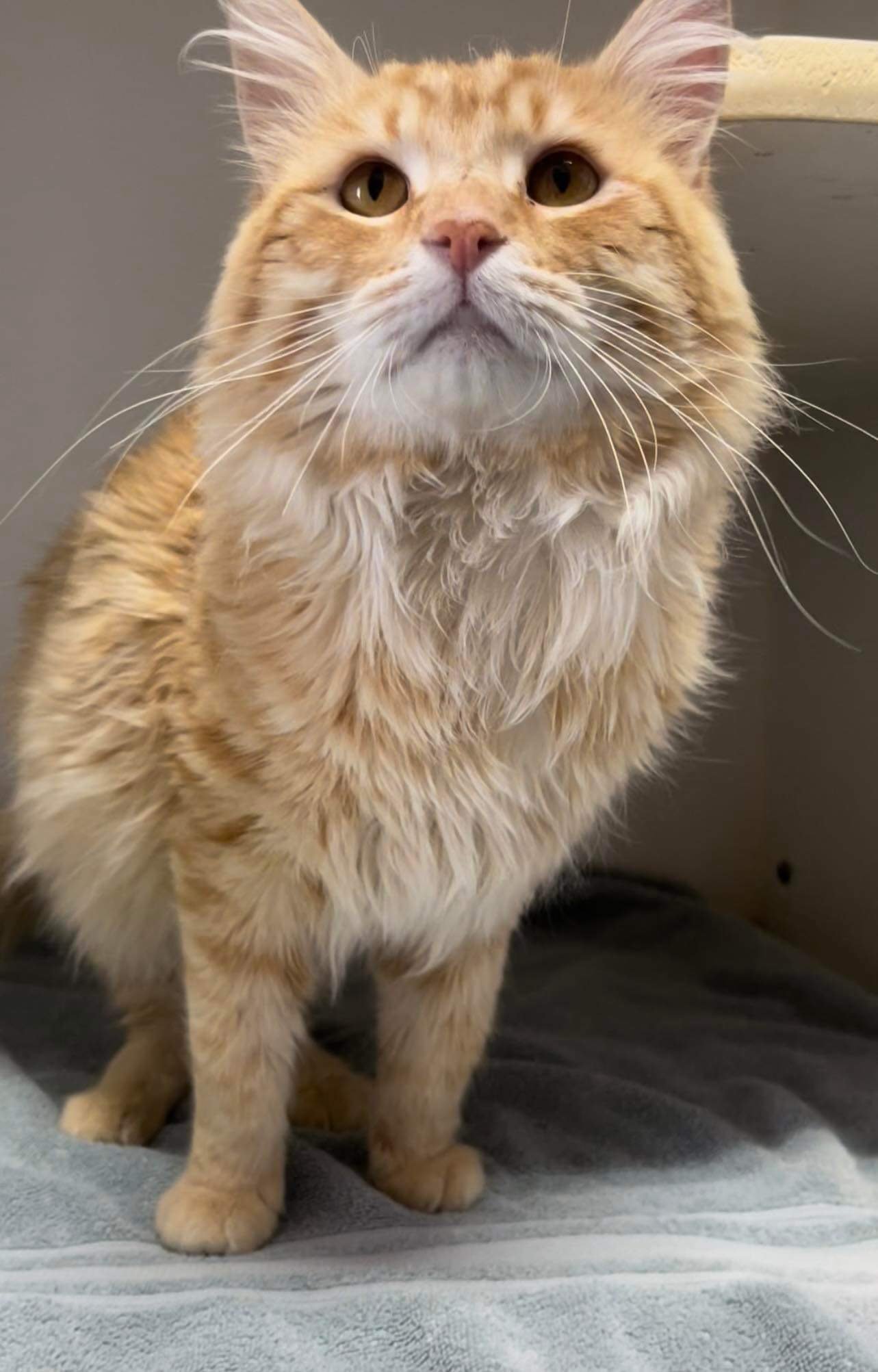 adoptable Cat in El Centro, CA named Pauly