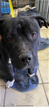 adoptable Dog in el centro, CA named Bruiser