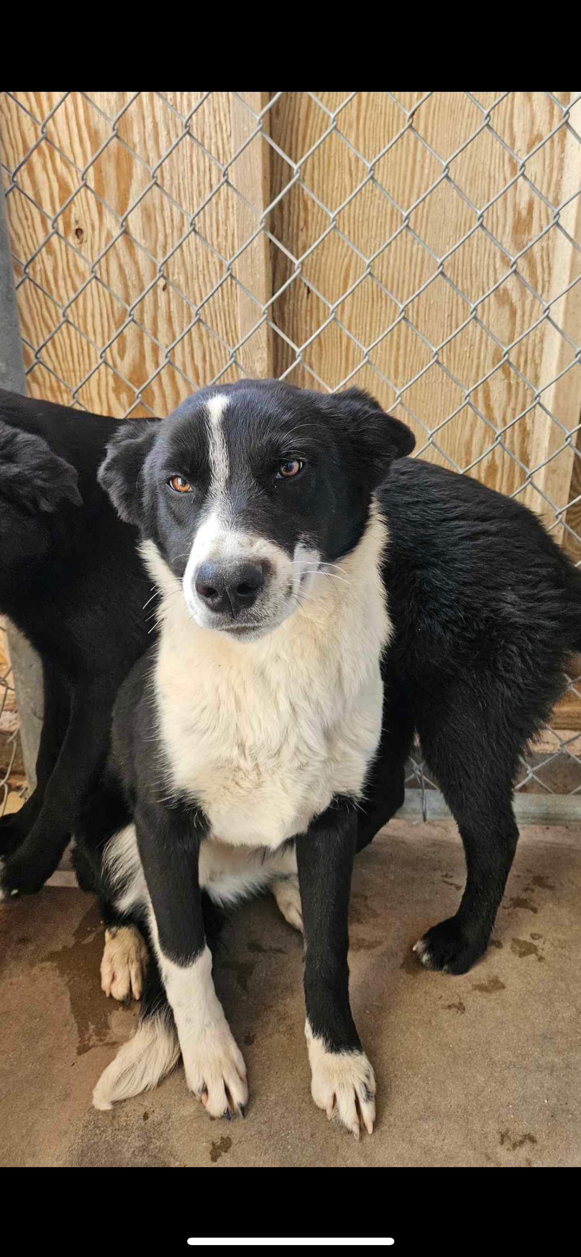 adoptable Dog in El Centro, CA named Juice